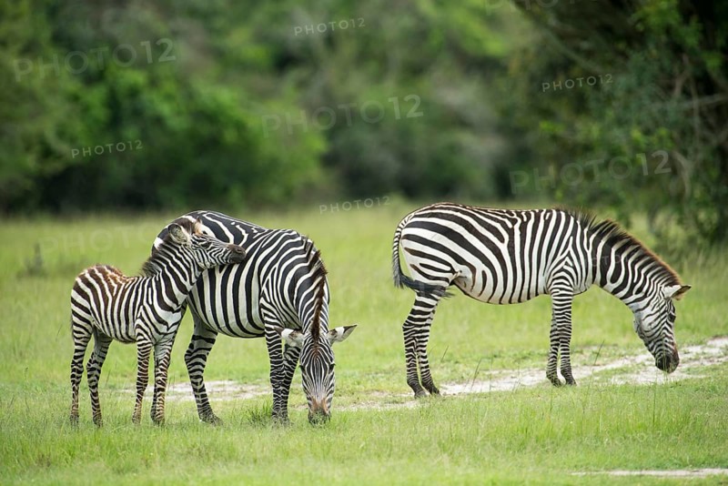 Plains zebras (Equus quagga) with young