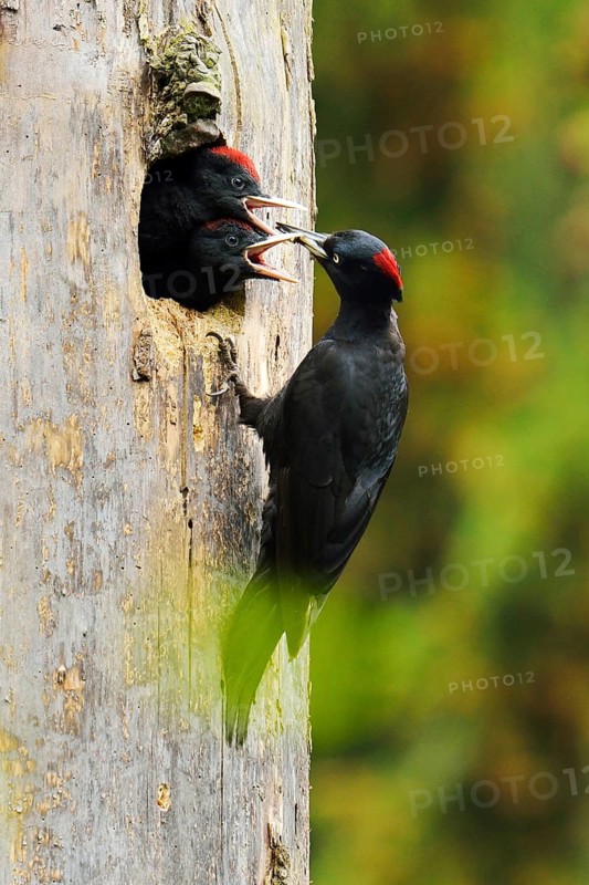 Black Woodpecker (Dryocopus martius) feeding chicks at the nest hole
