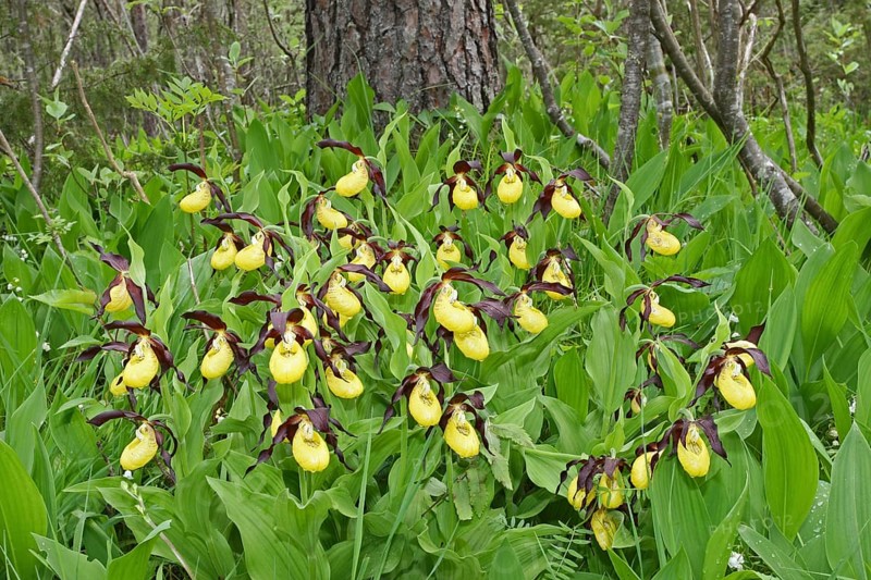 Yellow Lady's Slipper (Cypripedium calceolus)