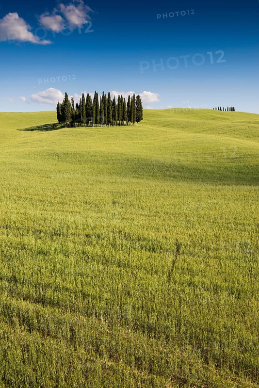 Mediterranean Cypresses (Cupressus sempervirens) and a cornfield