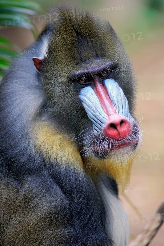 Mandrill (Mandrillus sphinx)