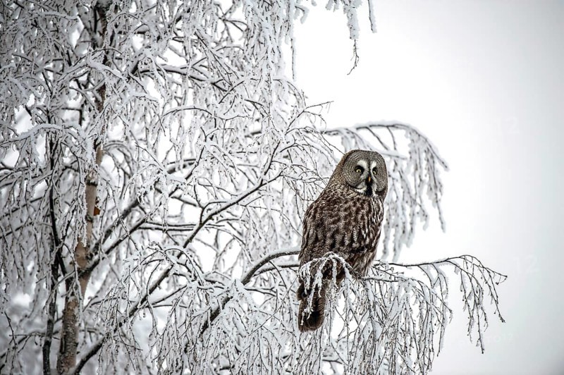 Great Grey Owl (Strix nebulosa)