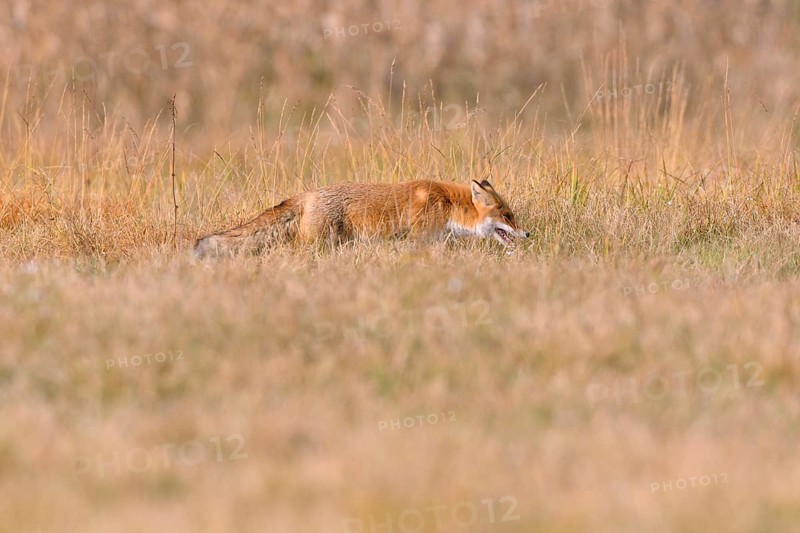 Red Fox (Vulpes vulpes) on a meadow in autumn