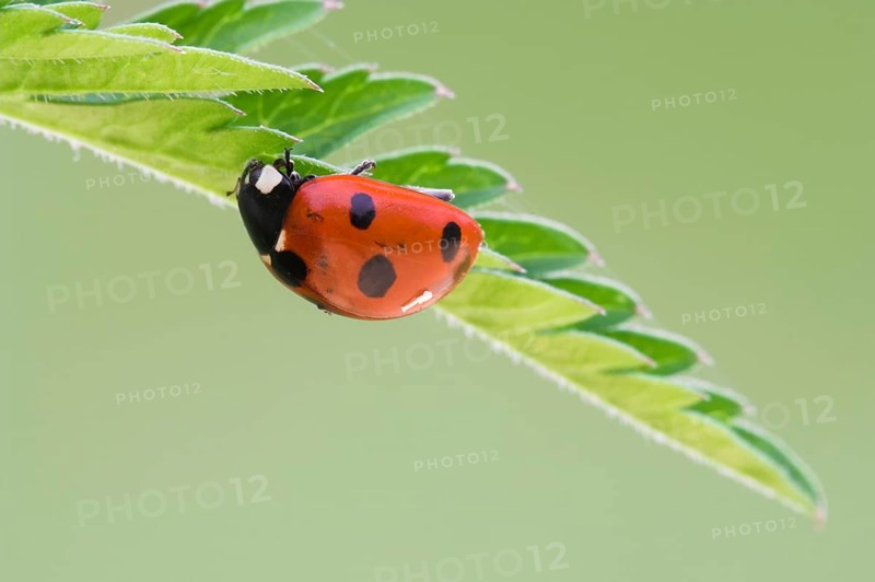 Seven-spot ladybird (Coccinella septempunctata) on a leaf