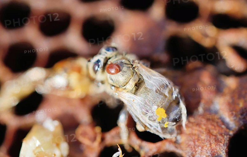 Bee colony infested with Varroa Honey Bee Mites (Varroa destructor
