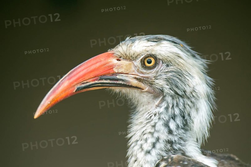 Red-billed hornbill (Tockus erythrorhynchus)
