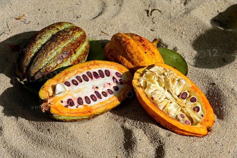 Cocoa tree (Theobroma cacao)