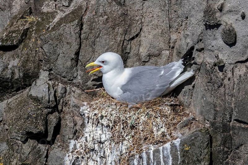 Kittiwake (Larus tridactyla) at breeding place