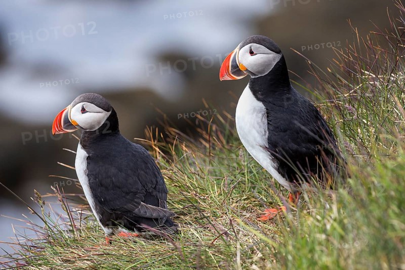Two Puffins (Fratercula arctica)
