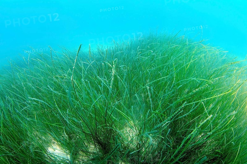 Marine Eelgrass species (Zostera sp.)