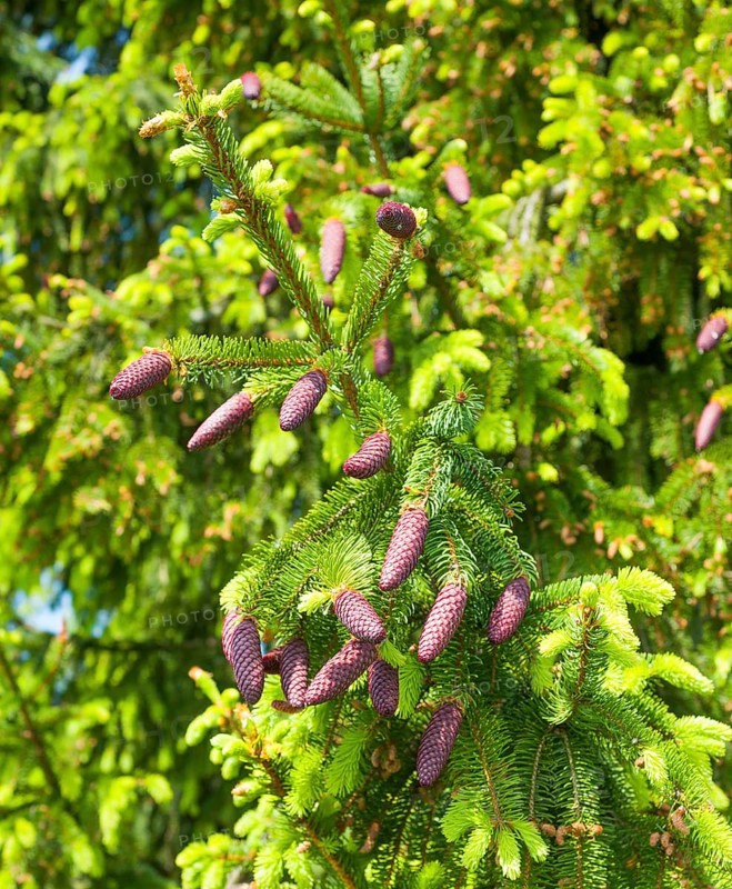 Norway spruce (Picea abies)