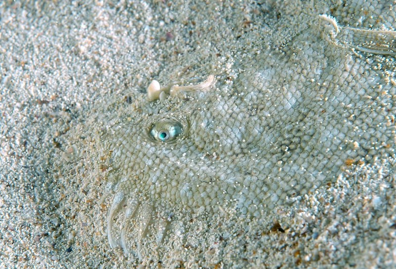 Snouted Sole (Solea lascaris nasuta