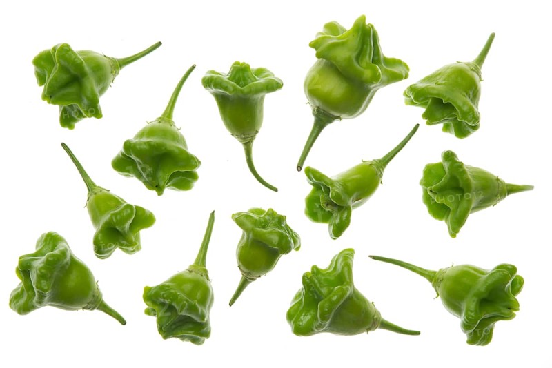 Bhut Jolokia chilies