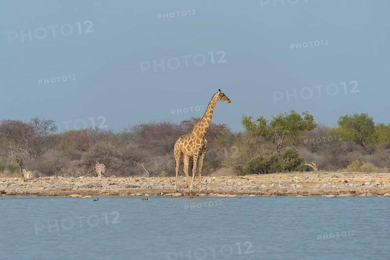 Giraffe (Giraffa camelopardis) standing by the water