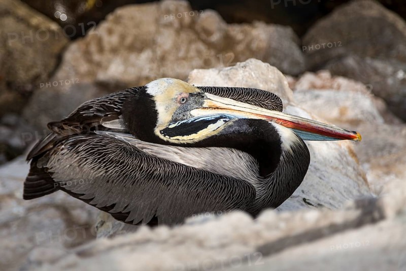 Peruvian Pelican (Pelecanus thagus)