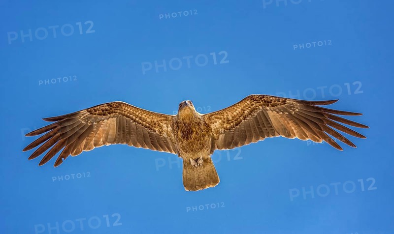 Whistling Kite (Haliastur sphenurus) in flight