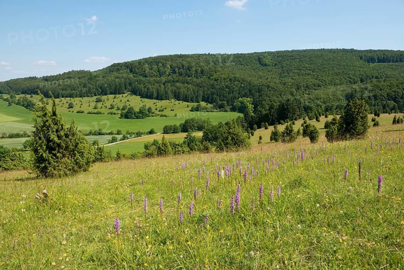 Juniper pastures