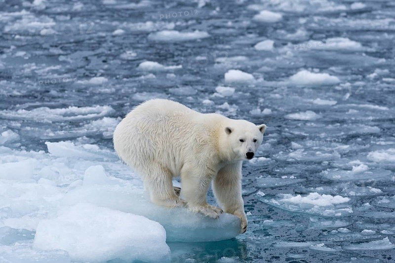 Polar bear (Ursus maritimus) standing on the edge of an ice floe