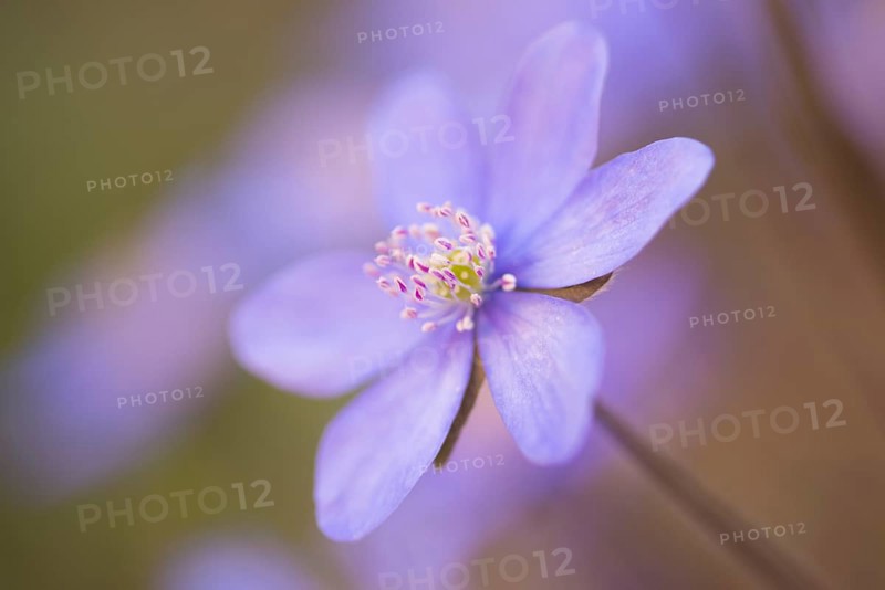 Hepatica or Liverwort (Hepatica nobilis)