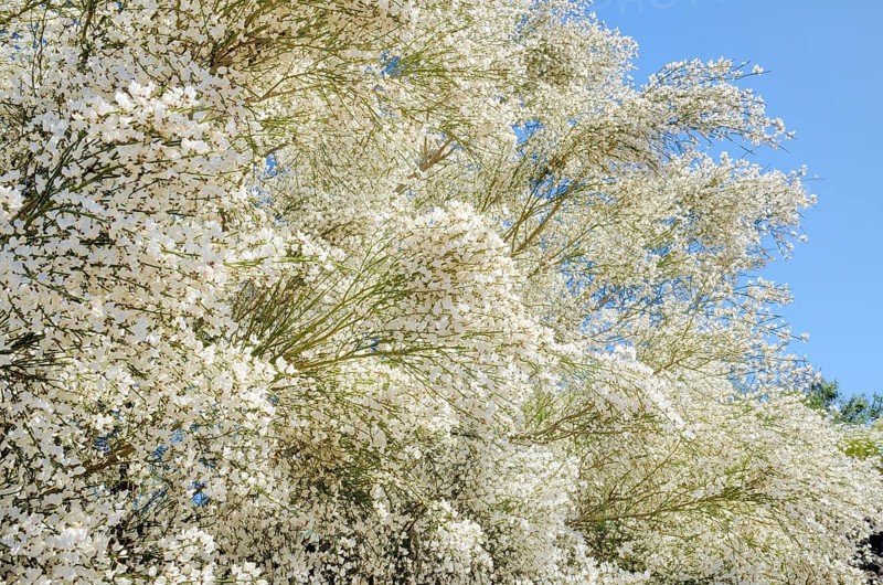 Retama Broom (Retama raetam) near Santiago del Teide