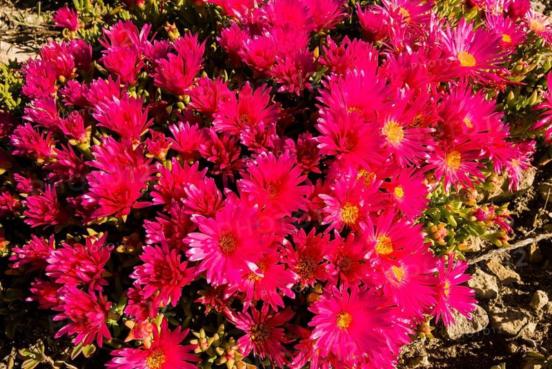 Livingstone Daisy (Dorotheanthus bellidiformis)