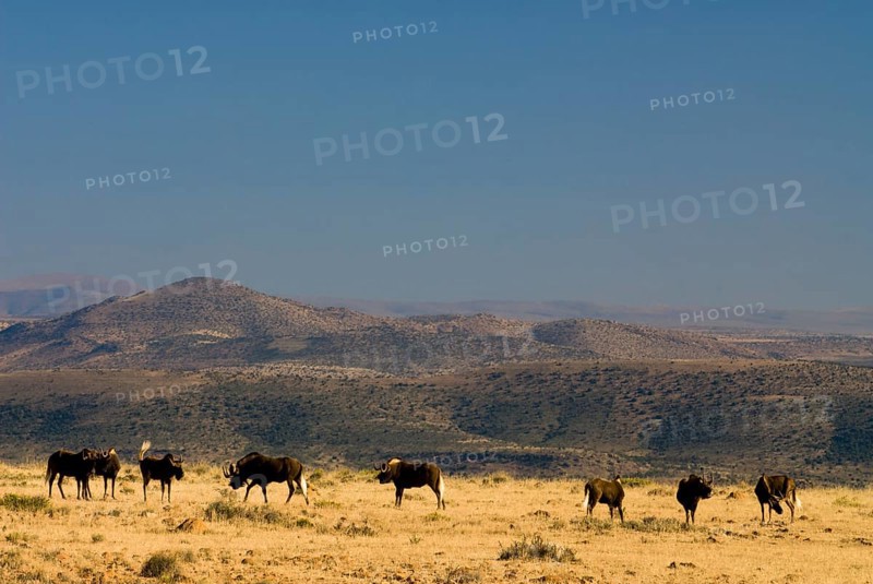 Black Wildebeest (Connochaetes gnou)