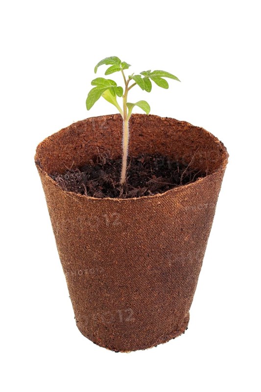 Tomato plant (Solanum lycopersicum) growing in a biodegradable pot