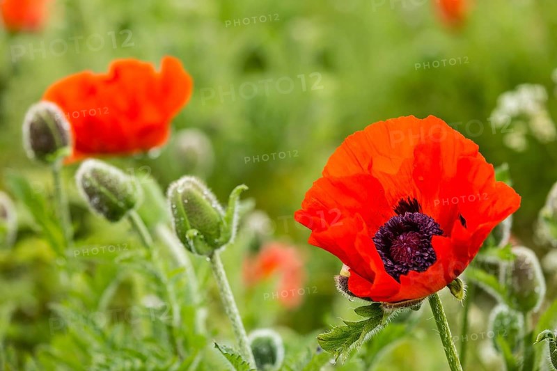 Oriental Poppy (Papaver orientale)