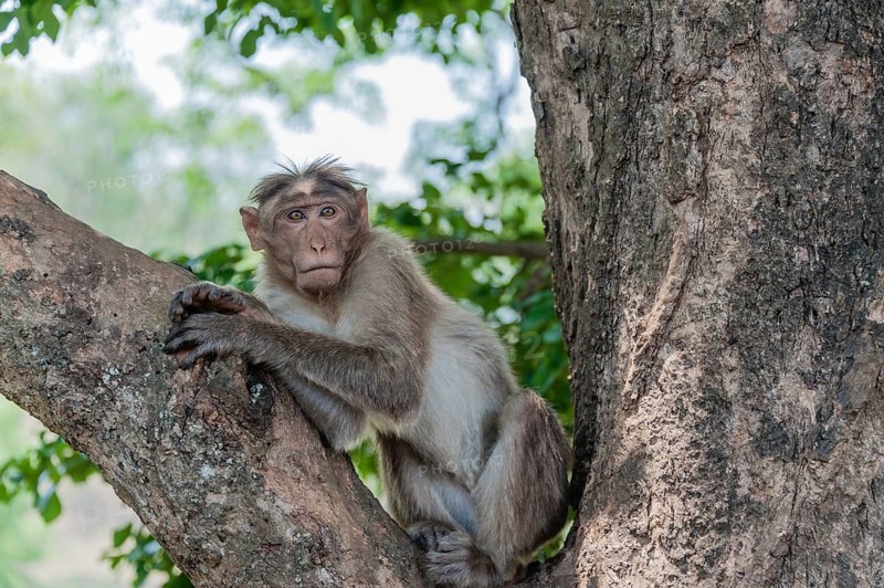 Rhesus monkey (Macaca mulatta)