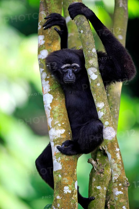 Black-handed Gibbon or Agile Gibbon (Hylobates agilis)