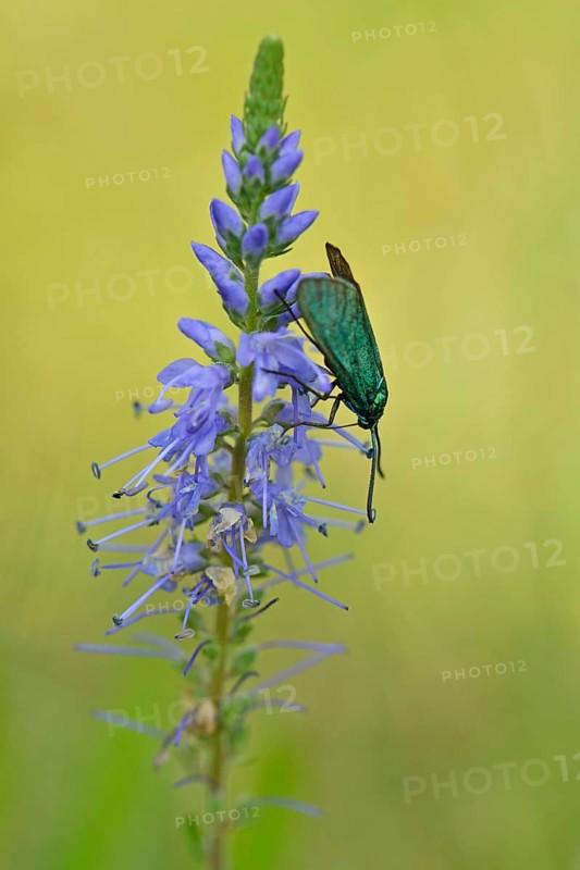Spiked speedwell (Veronica spicata) with Green Forester (Adscita statices)