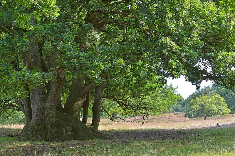 Oak (Quercus robur)