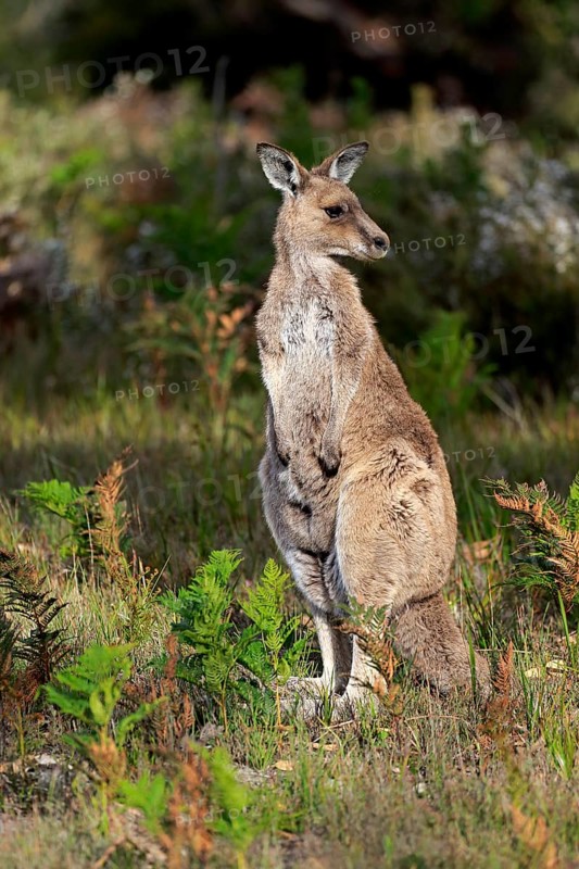 Eastern Grey Kangaroo (Macropus giganteus)