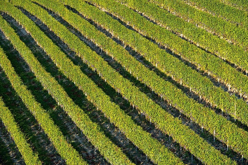 Vineyard with rows of grape vines