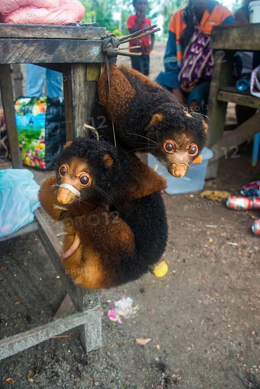 Tree-kangaroos (Marsupials) for sale on a market