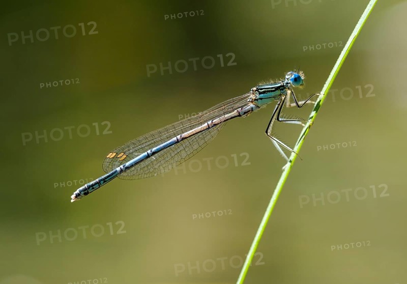 White-legged damselfly (Platycnemis pennipes) on blade