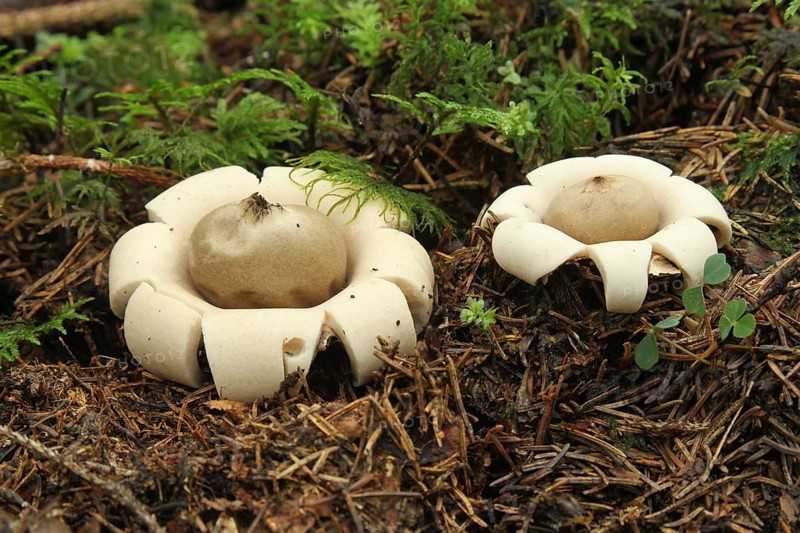 Fringed earthstar (Geastrum fimbriatum) on forest soil