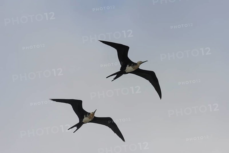 Young Great Frigatebirds (Fregata minor) in flight