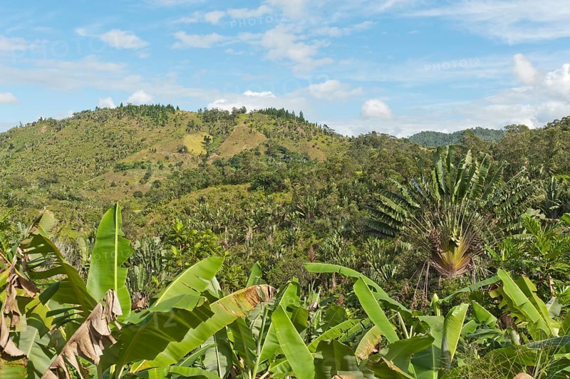 Forest of Traveller's Trees or Traveller's Palms (Ravenala madagascariensis)