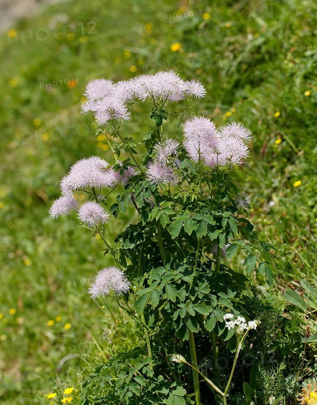 Columbine Meadow Rue (Thalictrum aquilegiifolium)