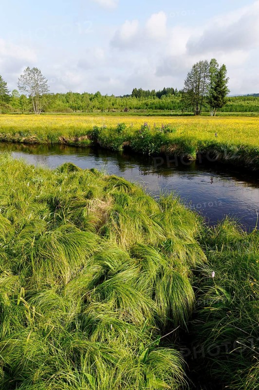 Grosse Ohe river in the Klosterfilz