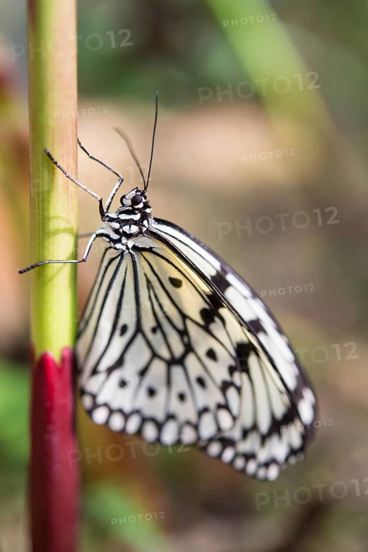 Large Tree Nymph or Paper Kite (Idea leuconoe)