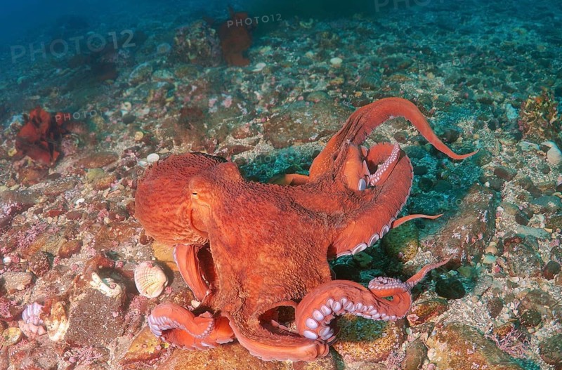 Giant Pacific Octopus or North Pacific Giant Octopus