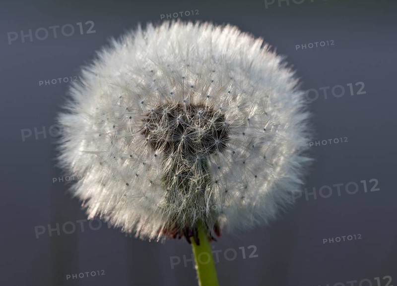 Dandelion clock (Taraxacum officinale)