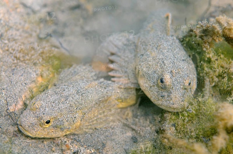 Bighead Sculpins (Batrachocottus baicalensis)