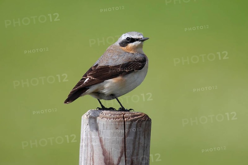 Northern Wheatear (Oenanthe Oenanthe)
