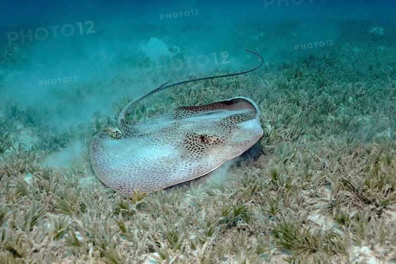 Reticulate whipray (Himantura uarnak) on seagrass meadow