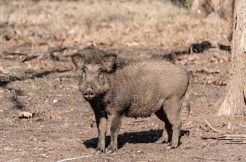 Indian Wild Boar (Sus scrofa cristatus)
