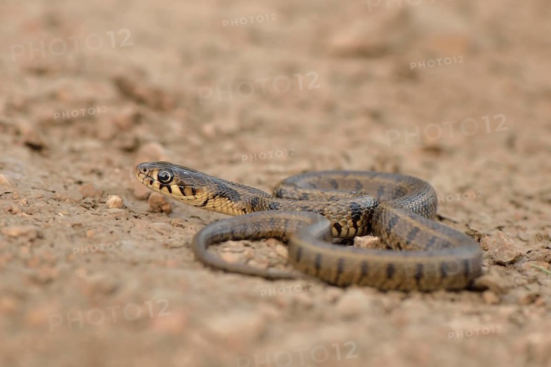 Grass Snake (Natrix natrix persa)