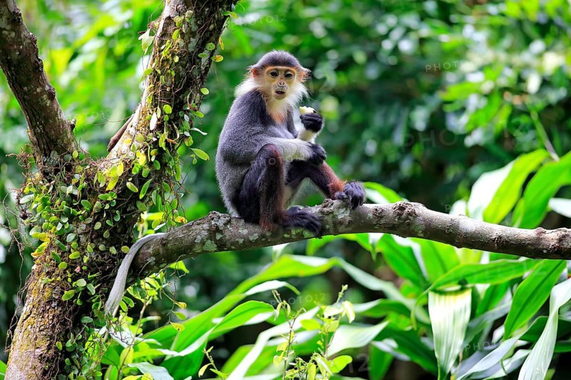 Douc Langur or Red-shanked Douc (Pygathrix nemaeus)